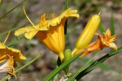 風(fēng)途科技：種植黃花菜需要什么氣候條件？